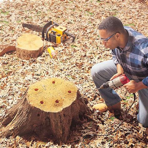 pine tree stump removal